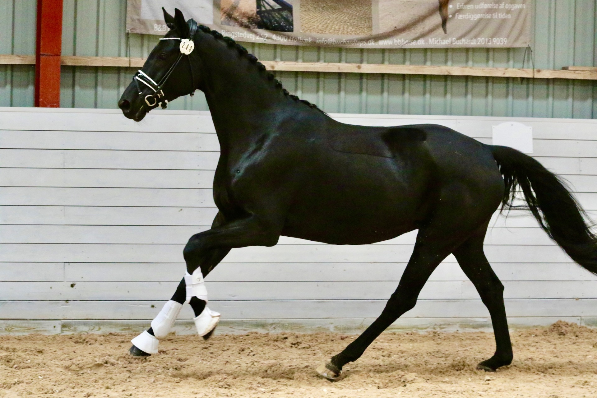 Elmegårdens Latoya. Foto: Horsenews.dk